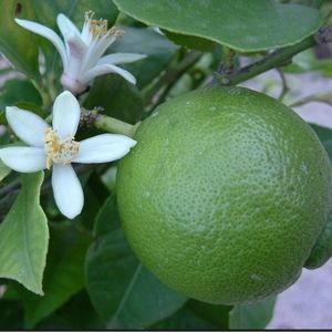 Meet your Posher, !melissa